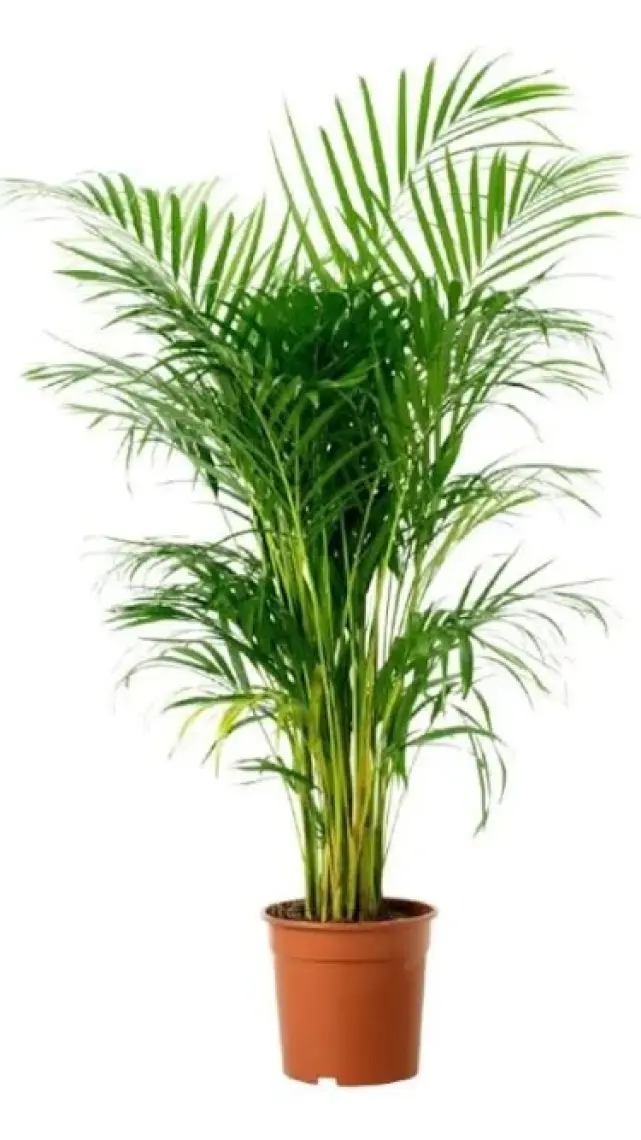 Fidan Burada Areka Palmiyesi - Salon Palmiyesi 100cm