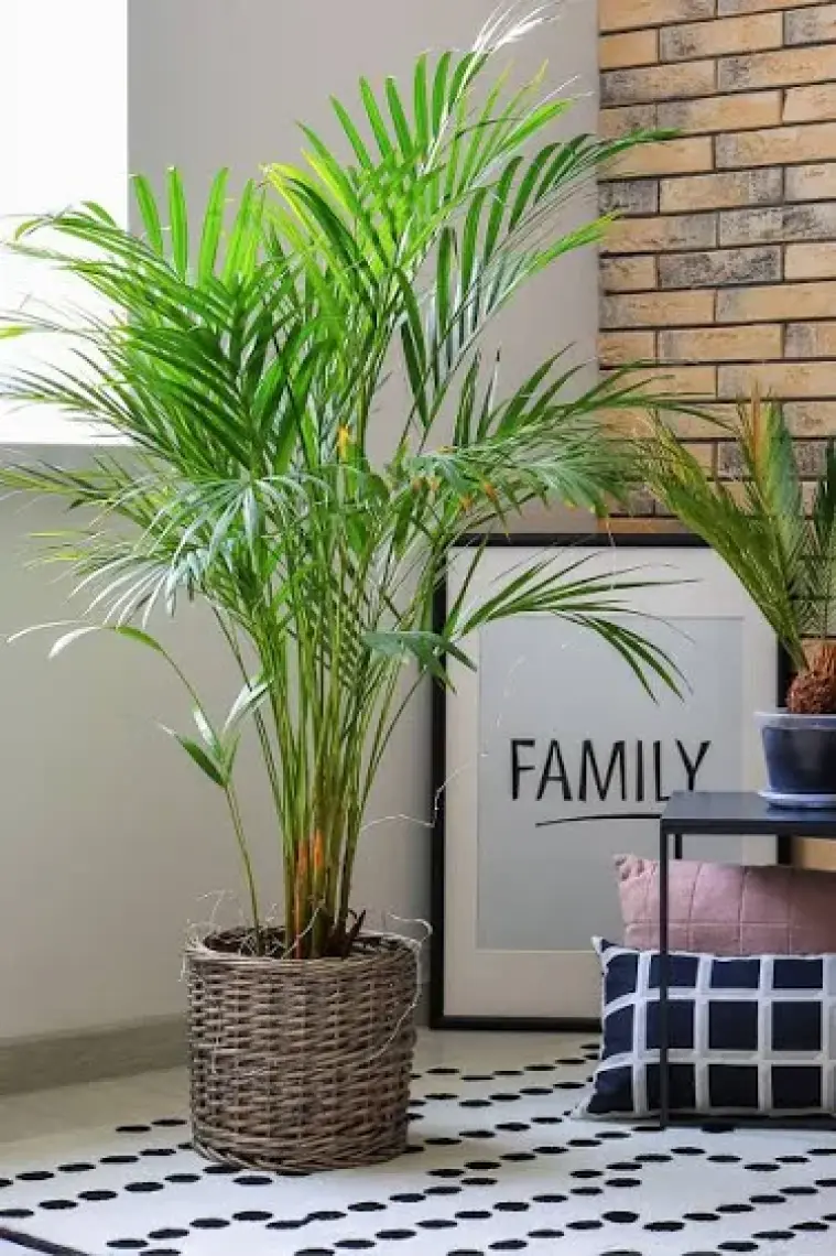 Fidan Burada Areka Palmiyesi - Salon Palmiyesi 100cm