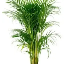 Fidan Burada Areka Palmiyesi - Salon Palmiyesi 100cm