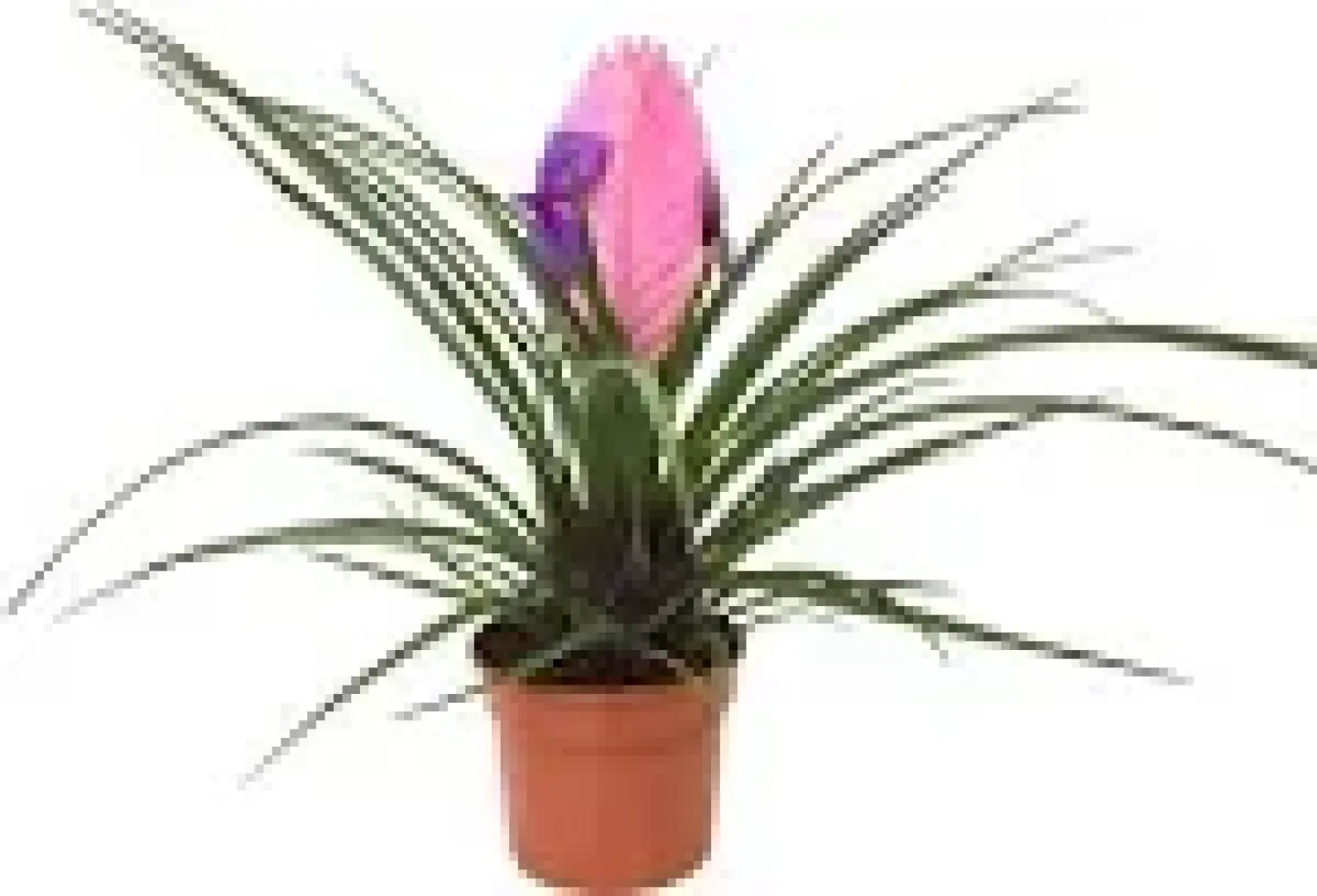 Betonish - Tillandsia Cyanea - Ev ve Ofis Bitkisi