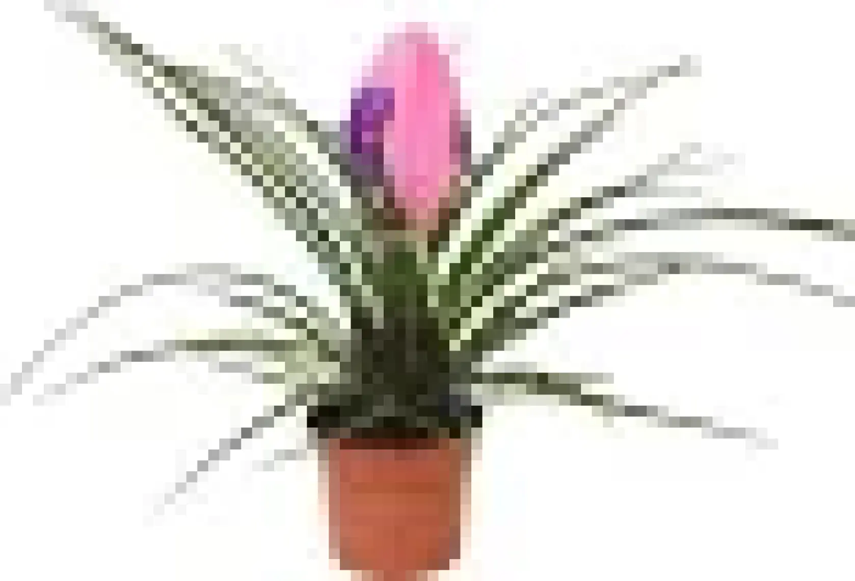 Betonish - Tillandsia Cyanea - Ev ve Ofis Bitkisi