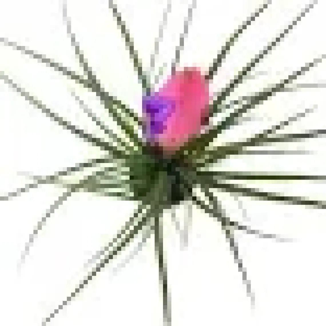 Betonish - Tillandsia Cyanea - Ev ve Ofis Bitkisi