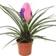 Betonish - Tillandsia Cyanea - Ev ve Ofis Bitkisi