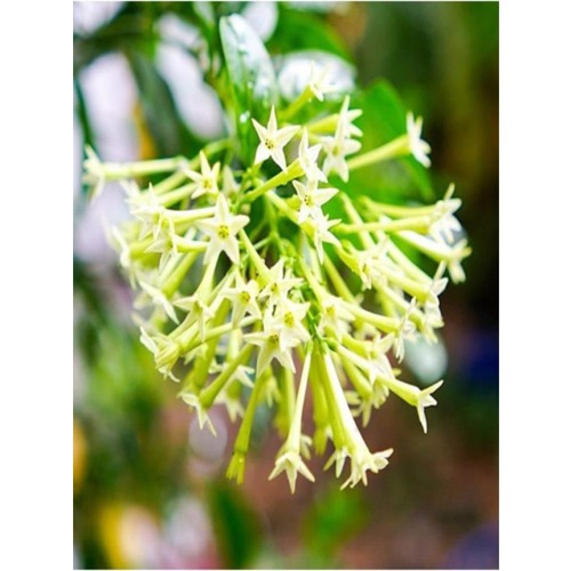 Biorganix Cestrum Nocturnum Kolonya Çiçeği Gece Yasemini Melisa Çiçeği Fidanı