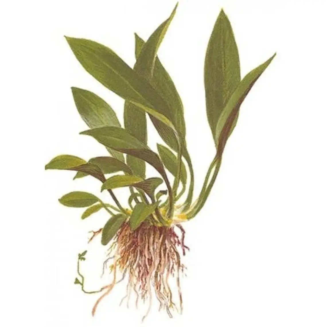Anubias Angustifolia Saksı Canlı Bitki