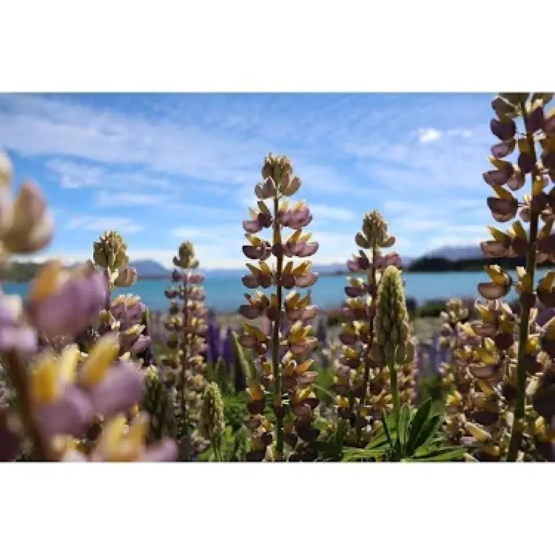 Canon Eos 77D 18-55MM Is Stm Fotoğraf Makinesi