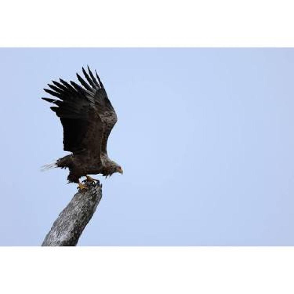 Canon Rf 100-400MM F/5.6-8 Is Usm Lens