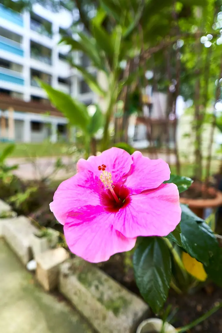 Samyang AF 18mm F2.8 Sony E Uyumlu