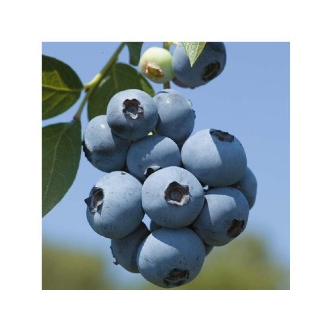 Ata Tohumculuk 10 Adet Tohum Yaban Mersini Tohumu Blueberry Tohumu