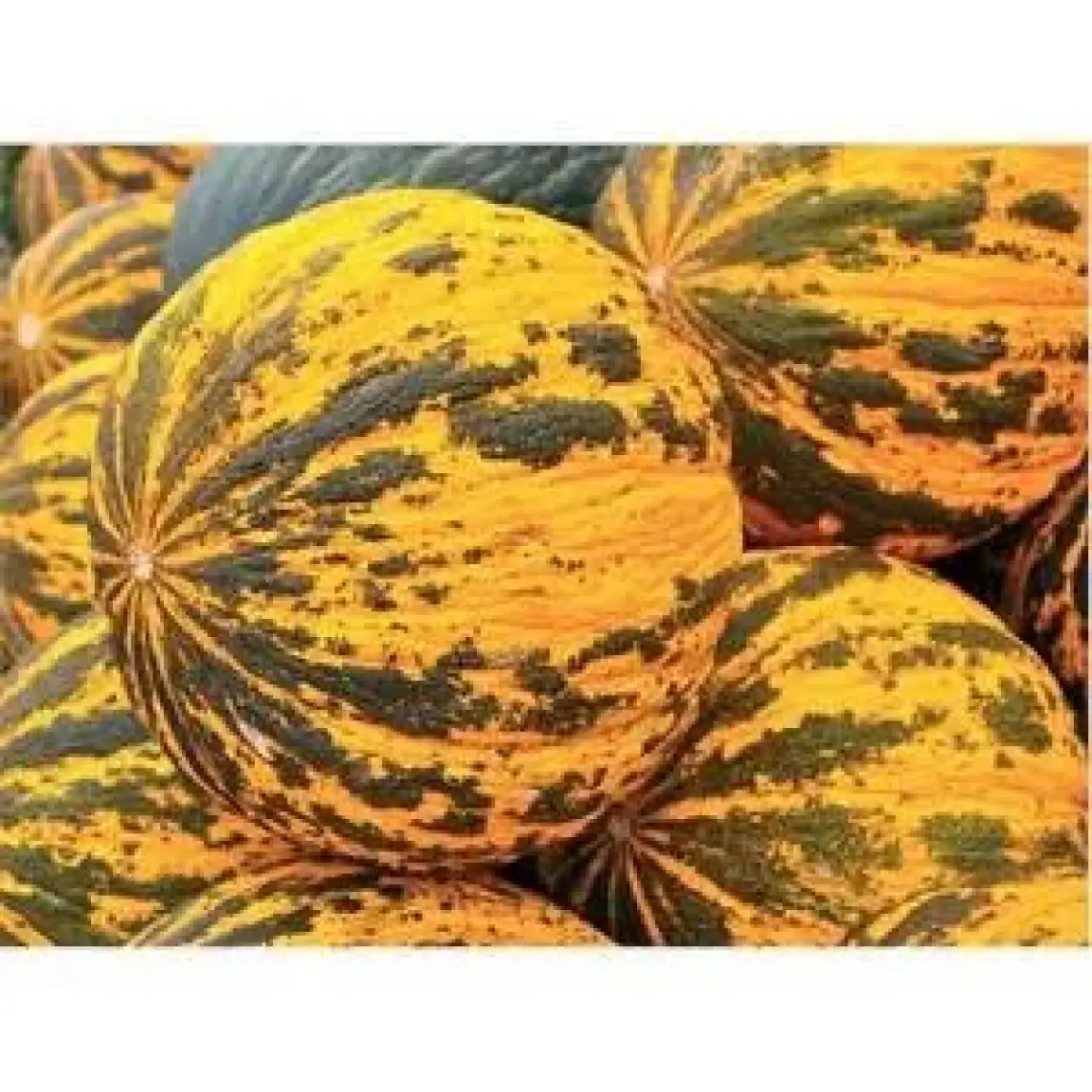 Kavun Kırkağaç 637  Tohumu(5 Gr)