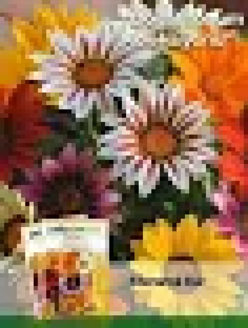 Patika Botanik 20 Adet Meramlı Kız (Gazania Splendens) Çiçek Tohumu