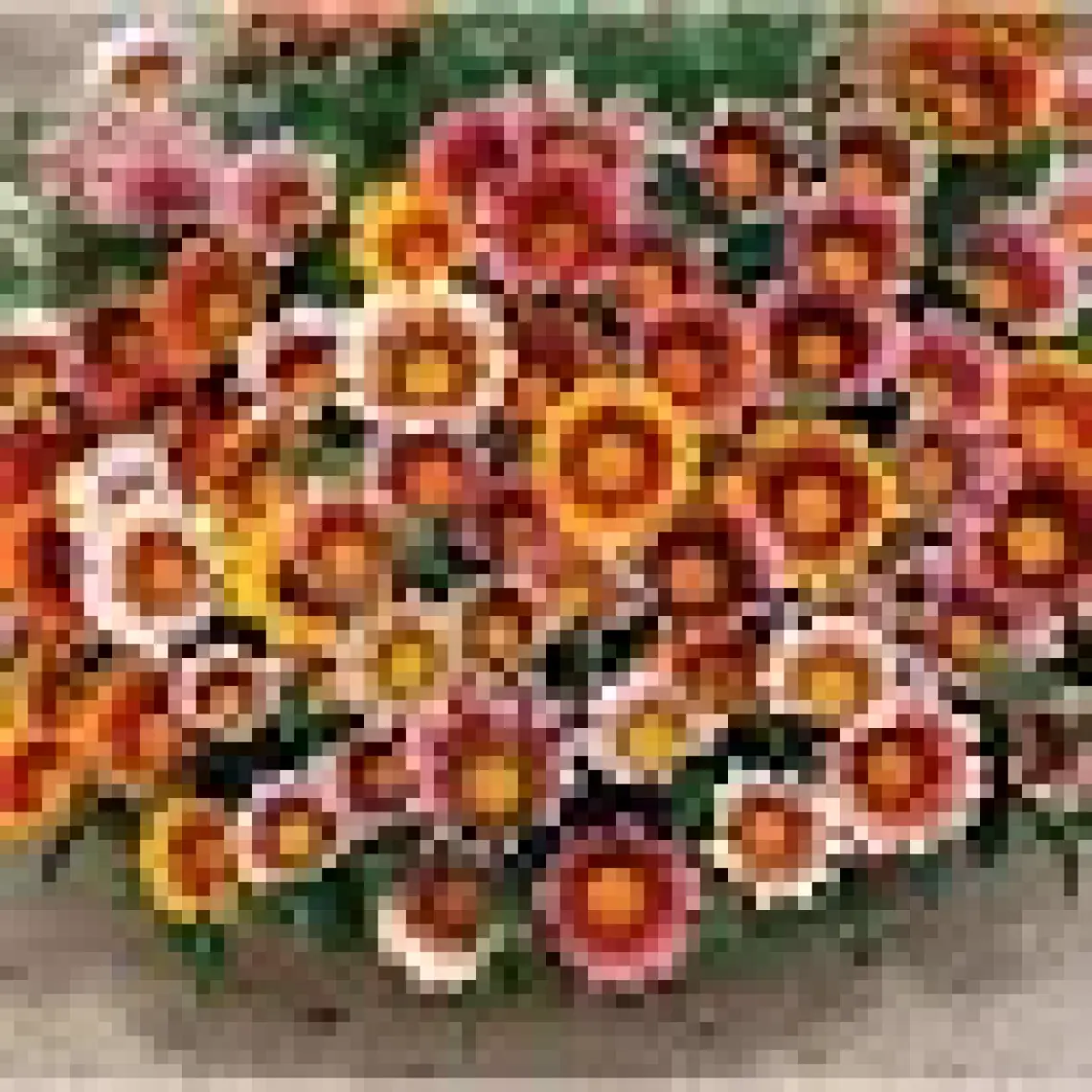 Patika Botanik 20 Adet Meramlı Kız (Gazania Splendens) Çiçek Tohumu