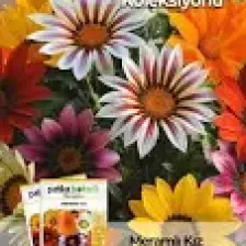 Patika Botanik 20 Adet Meramlı Kız (Gazania Splendens) Çiçek Tohumu