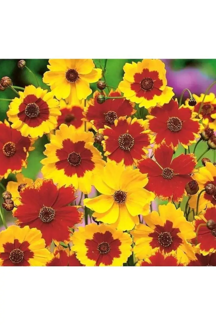 Patika Botanik 100 Adet Kız Gözü (Coreopsis Tinctoria) Çiçek Tohumu