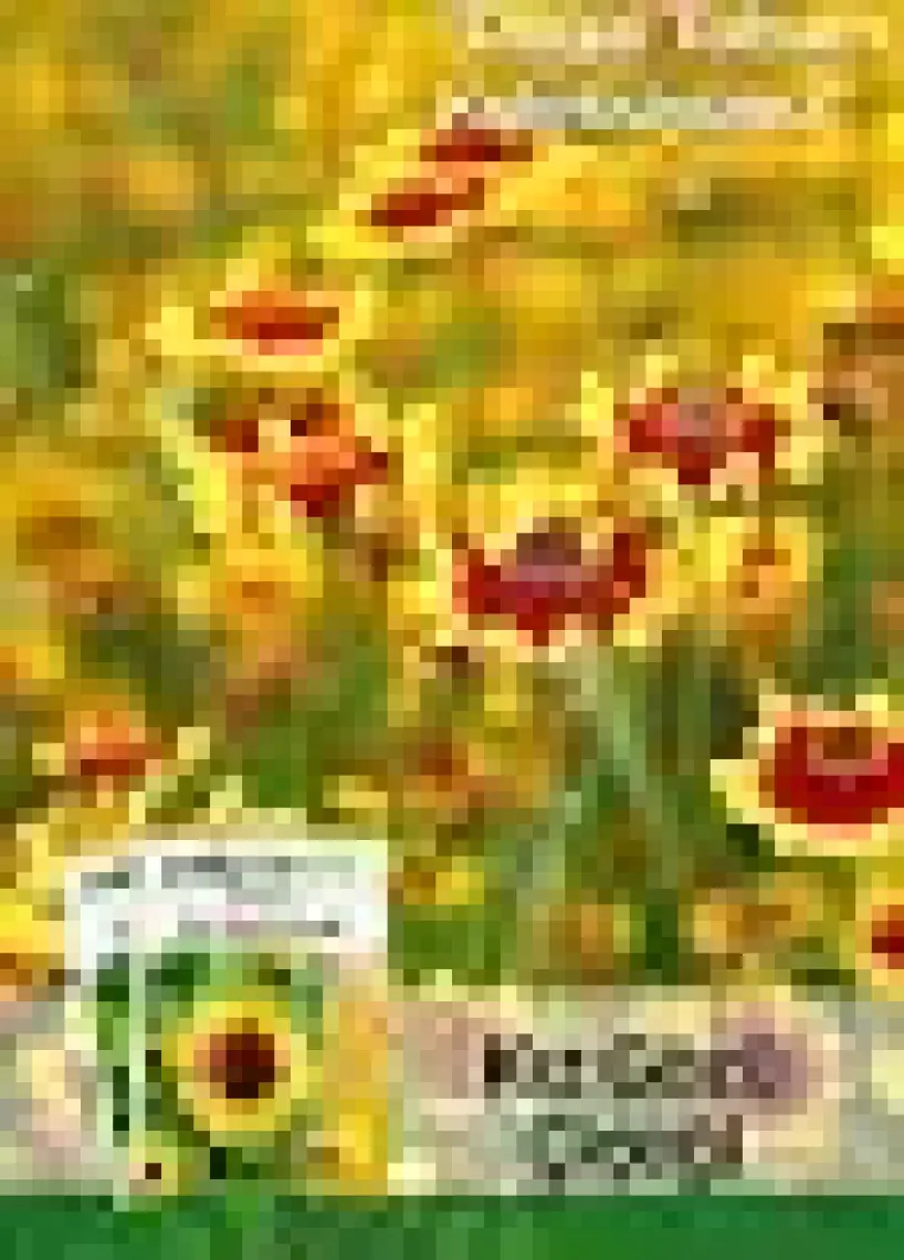 Patika Botanik 100 Adet Kız Gözü (Coreopsis Tinctoria) Çiçek Tohumu