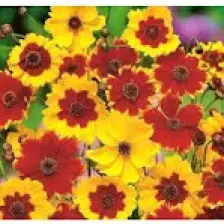 Patika Botanik 100 Adet Kız Gözü (Coreopsis Tinctoria) Çiçek Tohumu