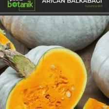 Patika Botanik 15 Adet Balkabağı Tohumu (Turuncu Etli)