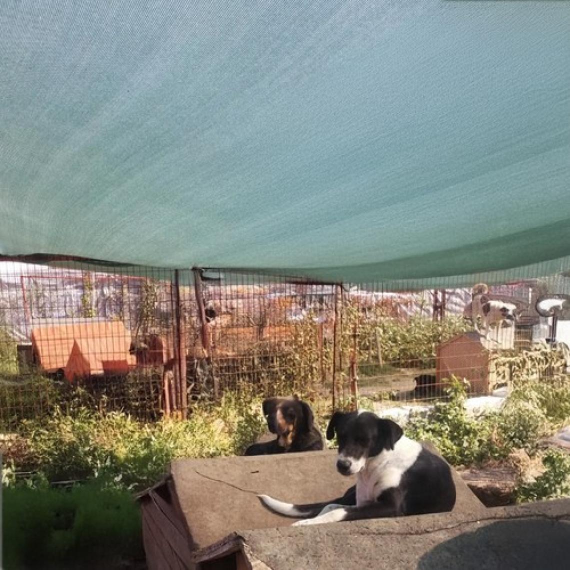 Morilu Gölgelik File Çit Filesi - 75lik - 2 Metre En Yeşil - Şeritli Halkalı - Balkon Gölgeliği Bahçe Gölgelik