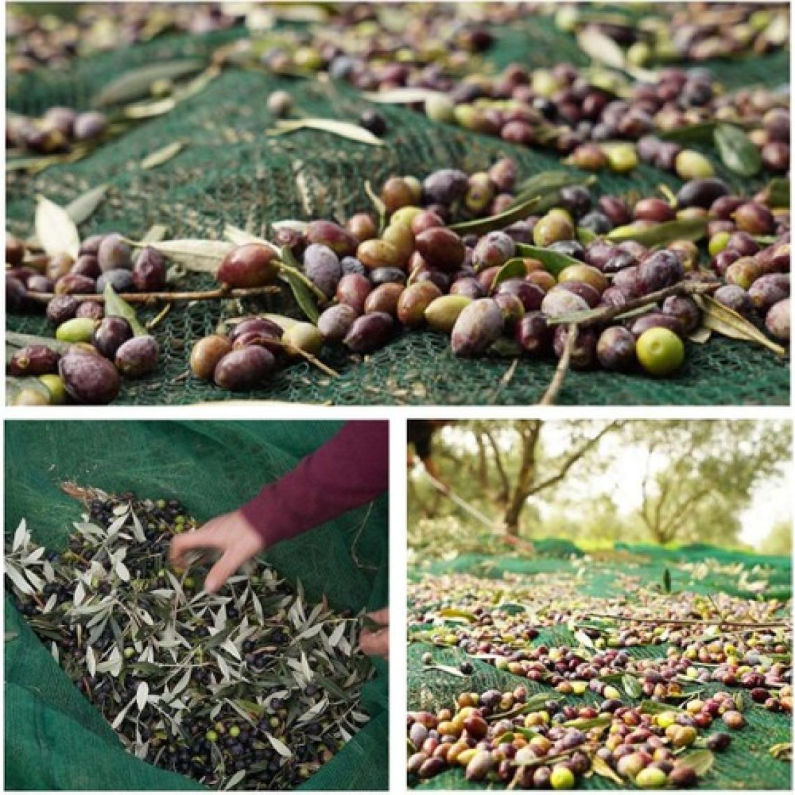 4x5 Metre Zeytin Sergisi Zeytin Toplama Filesi Fındık Fıstık Örtüsü Gölgelik Dut Meyve Sergisi Taban Örtüsü