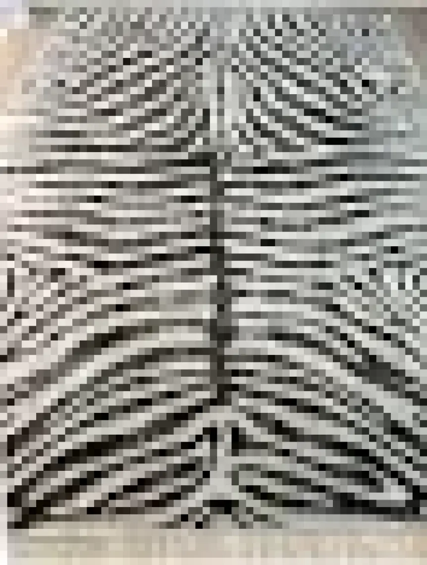 Brillant Zebra Desenli Dekoratif Halı