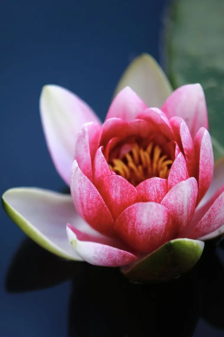 Auran Lotus Esansiyel Uçucu Koku Yağı Buhurdanlık Yağı Difüzör Esansı Hobi Esans Ortam Oda Kokusu 10ml