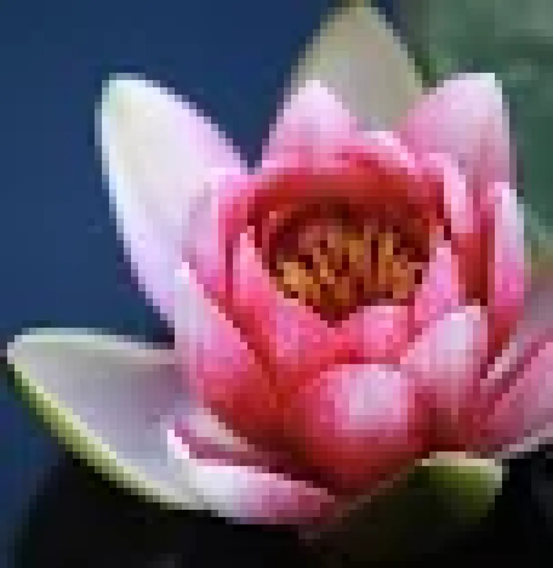 Auran Lotus Esansiyel Uçucu Koku Yağı Buhurdanlık Yağı Difüzör Esansı Hobi Esans Ortam Oda Kokusu 10ml