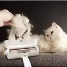 Buffer Hazneli Kedi Köpek Evcil Hayvan Kazak Kıyafet Elbise Halı Yatak Tüy Temizleyici Kıl Toz Toplayıcı