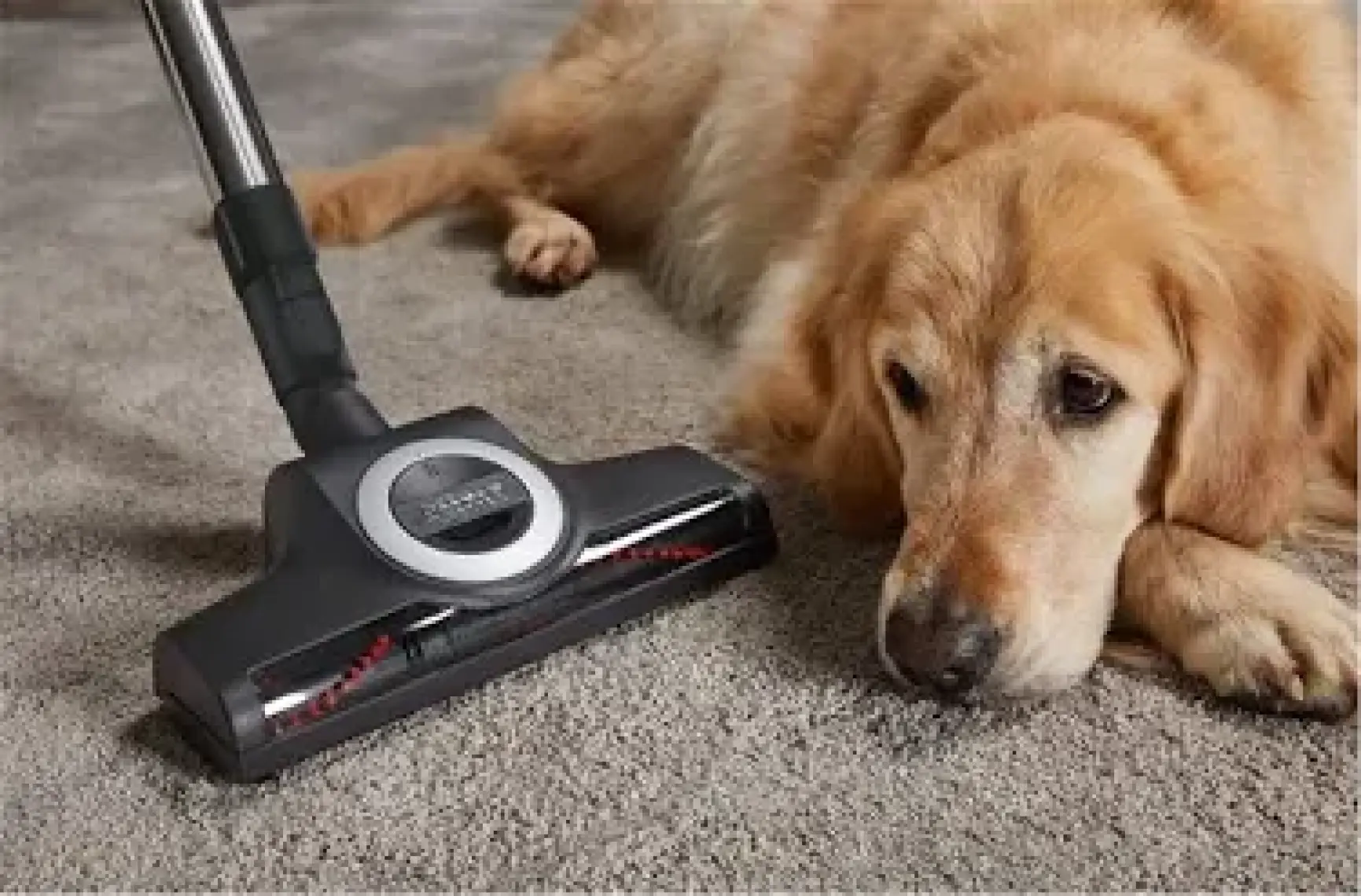 Miele Complete C3 Cat&Dog PowerLine 890W Elektrik Süpürgesi - SGEF3