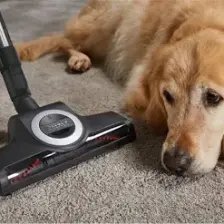 Miele Complete C3 Cat&Dog PowerLine 890W Elektrik Süpürgesi - SGEF3