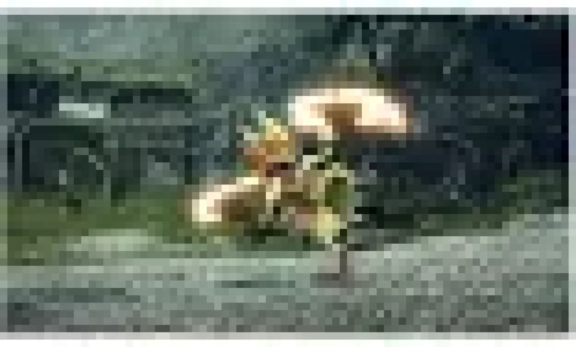 Capcom Monster Hunter Rise Nintendo Switch