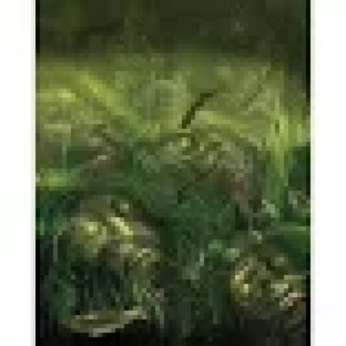 Harry Potter And The Goblet Of Fire: Illustrated Edition - J. K. Rowling