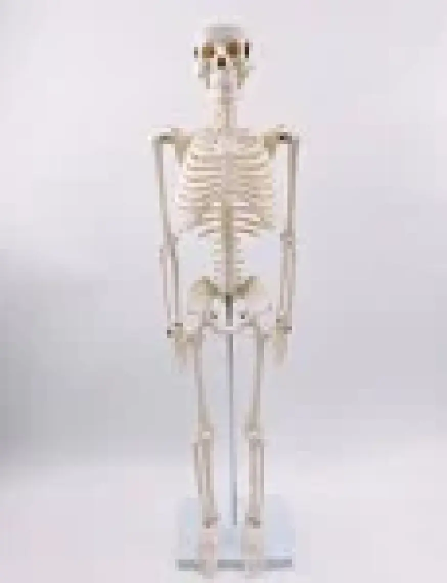 Erkentmed Joe Insan Iskelet Modeli  85 cm 1/2 Boy