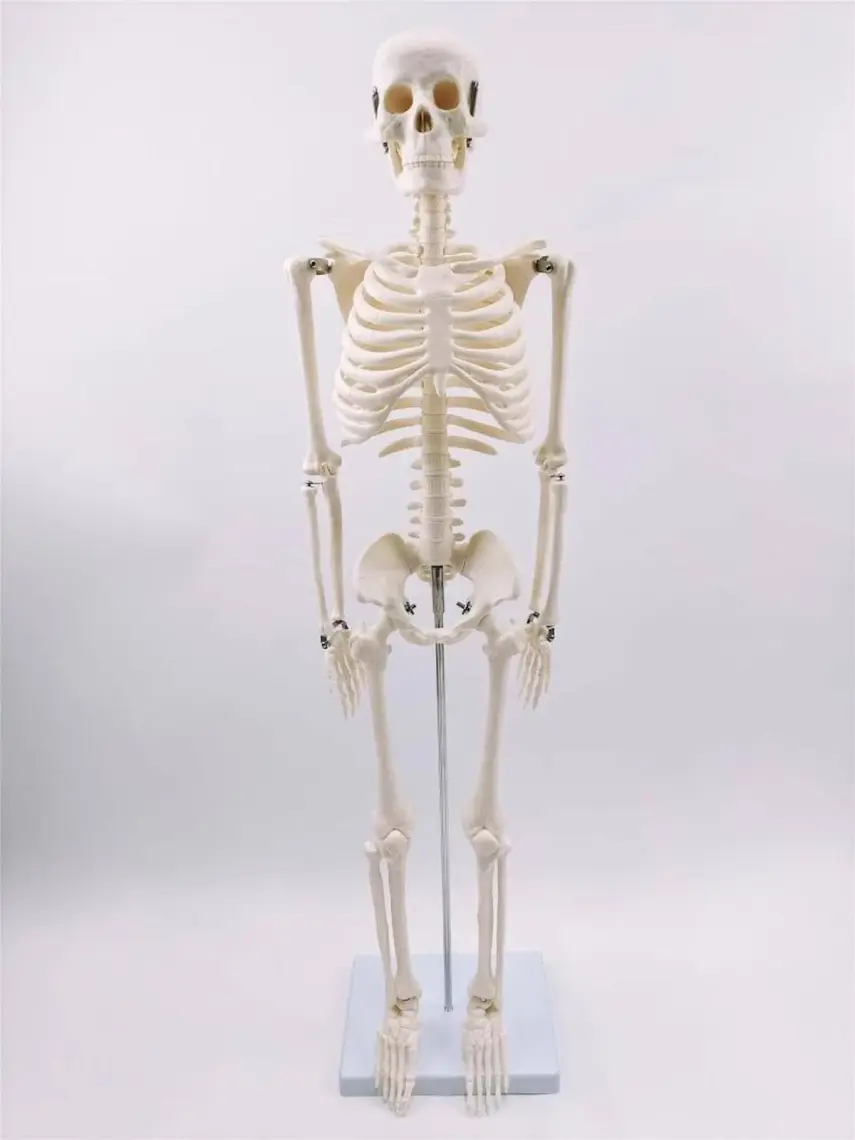Erkentmed Joe Insan Iskelet Modeli  85 cm 1/2 Boy