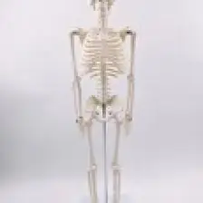 Erkentmed Joe Insan Iskelet Modeli  85 cm 1/2 Boy