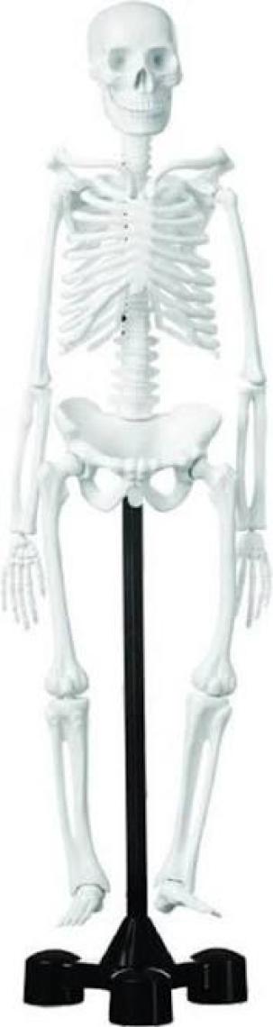 Edulab Iskelet Modeli 46 cm