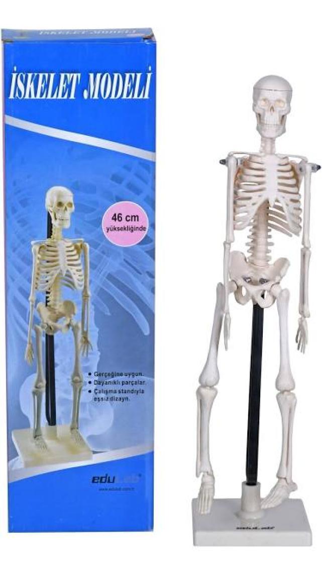 Edulab Iskelet Modeli 46 cm