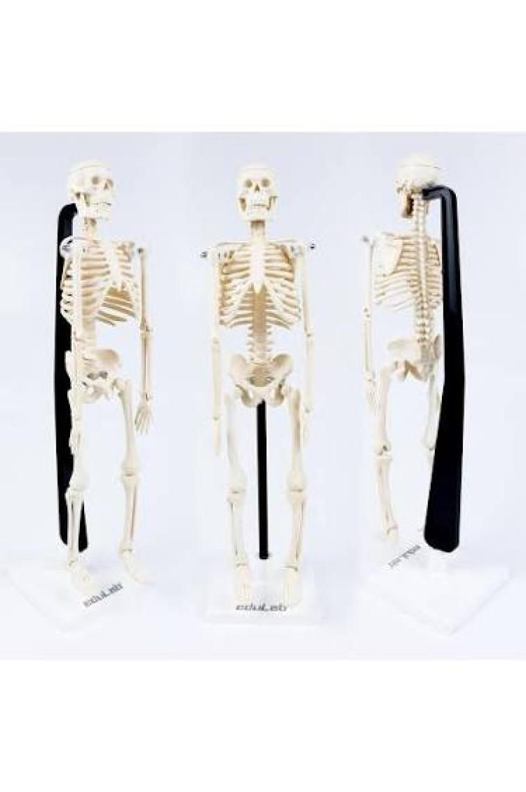 Edulab Iskelet Modeli 46 cm