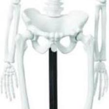 Edulab Iskelet Modeli 46 cm
