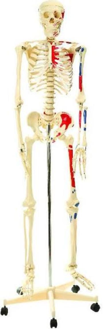 Edulab Iskelet Modeli 160 cm