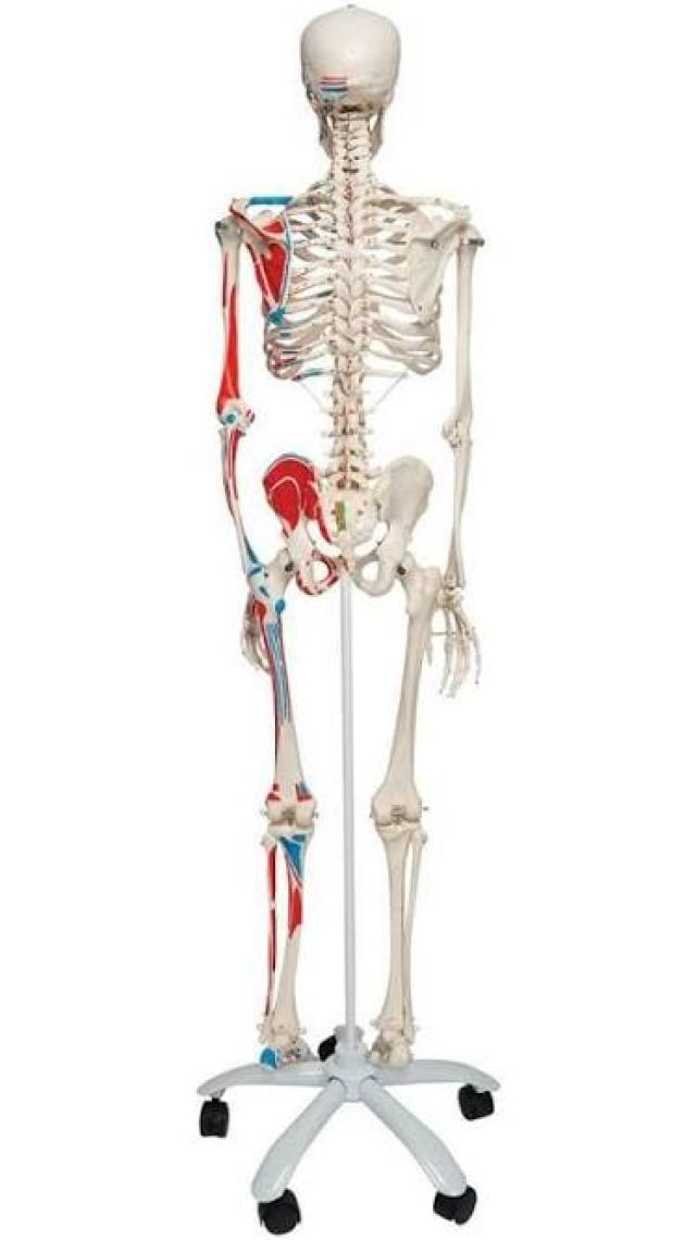 Edulab Iskelet Modeli 160 cm