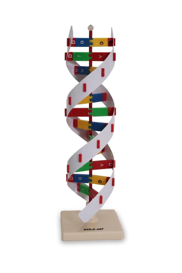 Edulab Dna Modeli