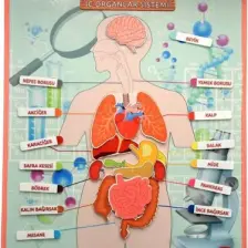 Tox Iç.organlar Sistemi Keçe Duvar Panosu