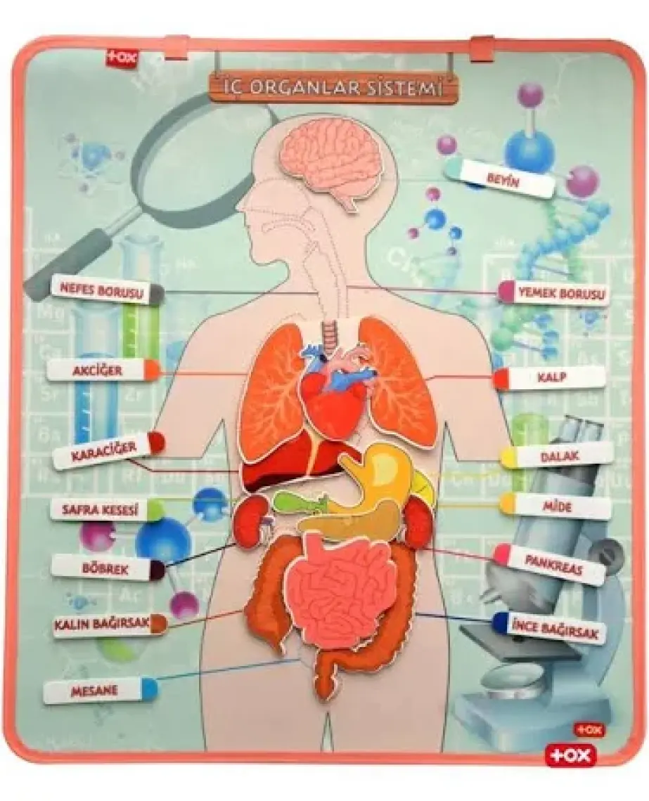 Tox Iç.organlar Sistemi Keçe Duvar Panosu