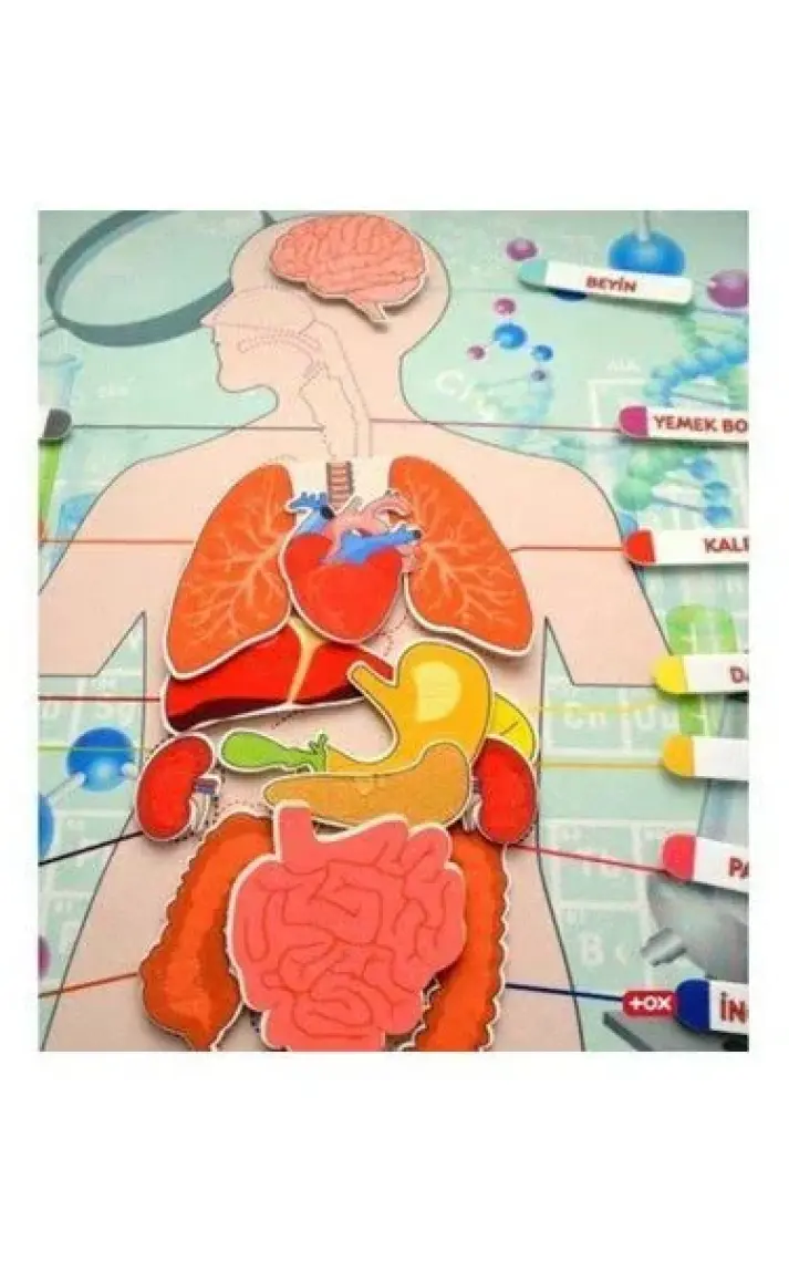 Tox Iç.organlar Sistemi Keçe Duvar Panosu