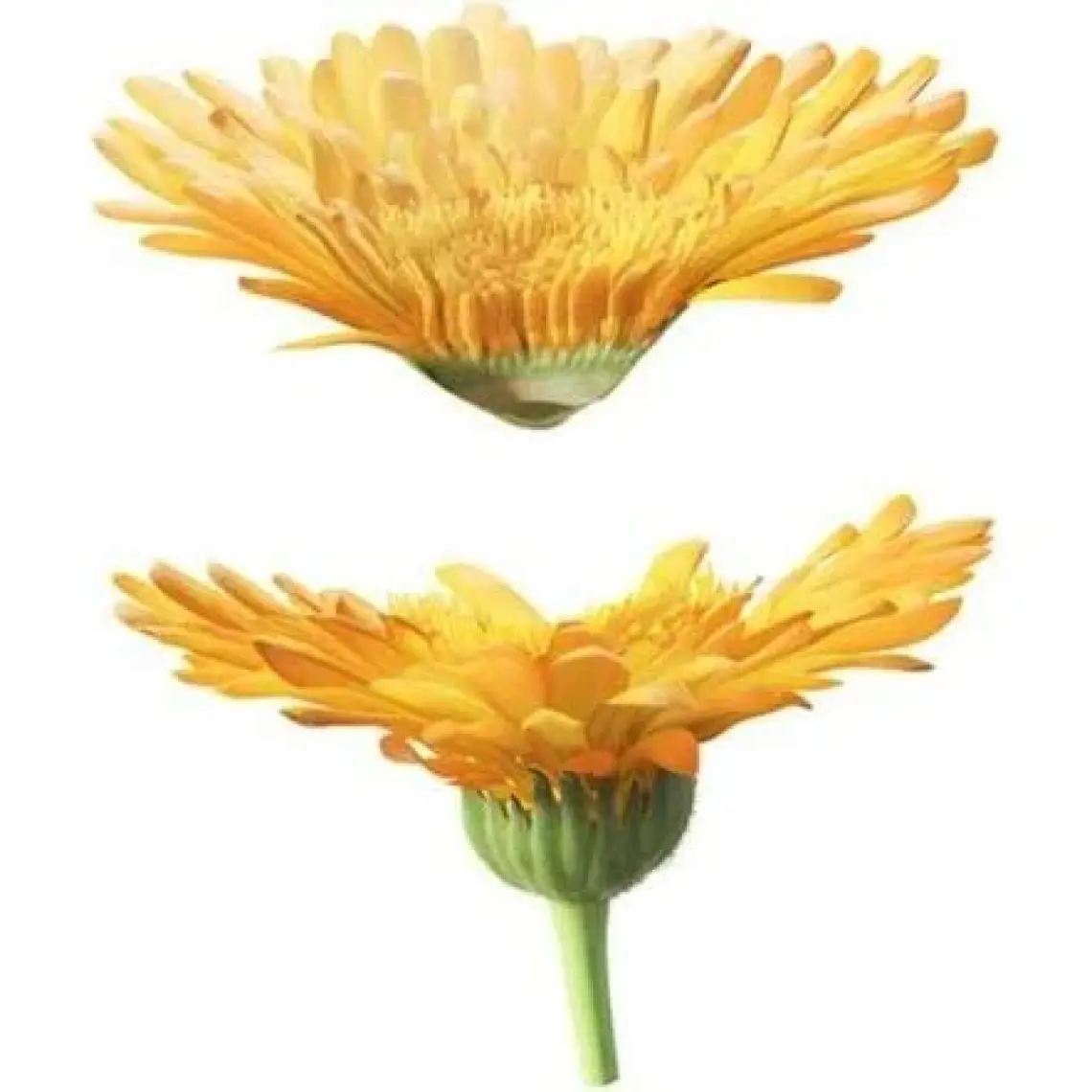 Weleda Calendula Organik Temizleyici ve Nemlendirici Banyo Kremi 200ml