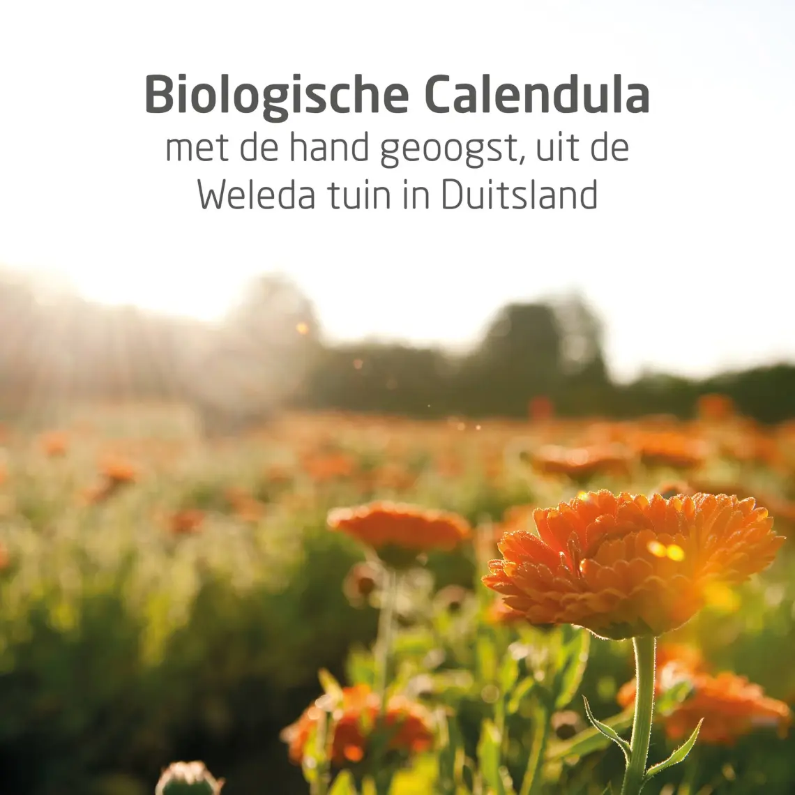 Weleda Calendula Organik Temizleyici ve Nemlendirici Banyo Kremi 200ml