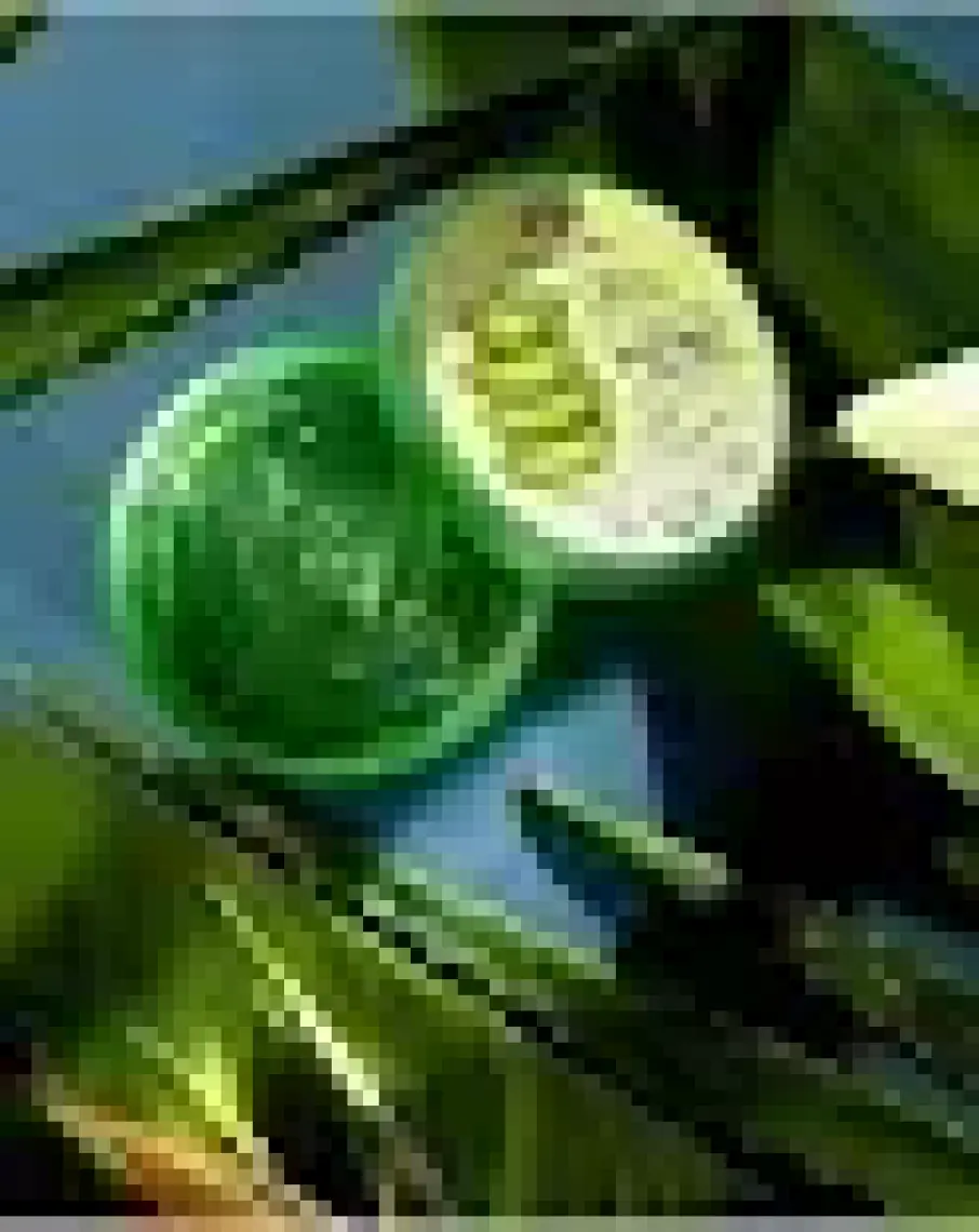 Bee Beauty %98 Aloe Vera Ekstreli Nemlendirici Jel 300 ml
