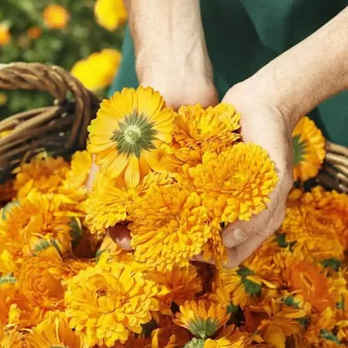 Calendula Organik Vücut Losyonu 200 ml