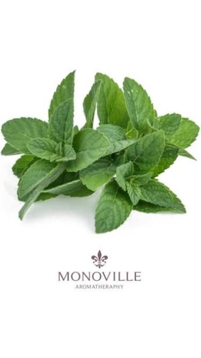Monoville Tıbbi Nane Uçucu Yağı 10 ml % 100 Saf ve Doğal ( Peppermint Essential Oil )