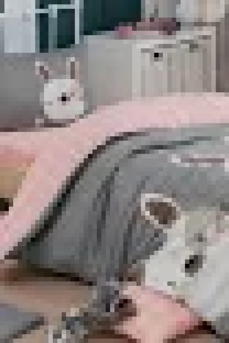 Eponj Home Kolay Ütülenir Nevresim Takımı Tek Kişilik Tavşancık A.Kahve-Gri-Pembe